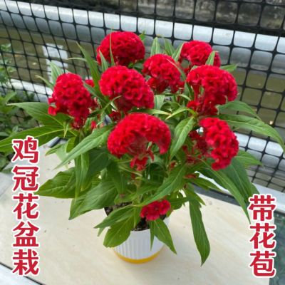 矮生鸡冠花盆栽带花苞庭院阳台耐热耐晒花卉草本植物花期长好养