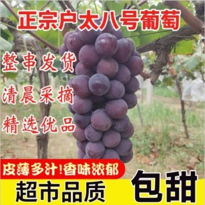 (户太8号)陕西户太八号葡萄无籽新鲜采摘宝宝孕妈水果整箱包邮