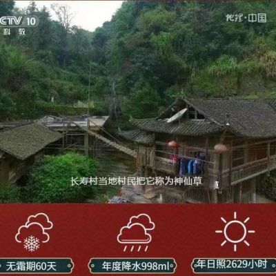 美丽家莓茶张家界原产地土家族正宗特级高山野生莓茶芽牙尖