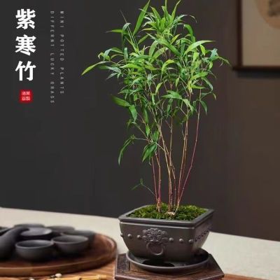 正宗名品高档紫寒竹绿植盆栽书房客厅办公室桌庭院纯紫色紫竹