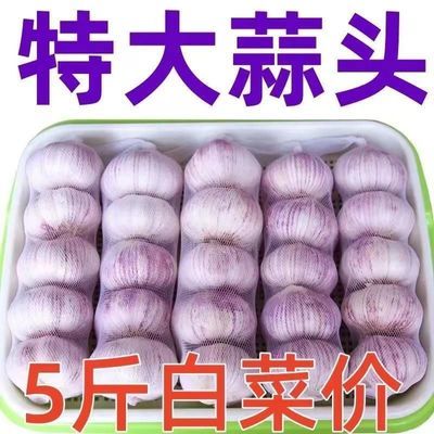 【超低价】山东新干蒜大蒜批发包邮新鲜紫白皮大蒜头籽农家种一箱