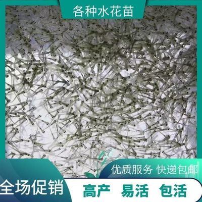 水花鱼苗批发鲫鱼草鱼桂鱼鲈鱼花鲢白鲢青鱼鲤鱼武昌鱼翘嘴鱼小苗