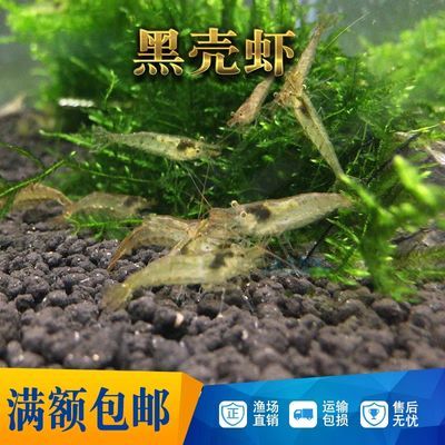 黑壳虾包邮免包装观赏樱花虾水晶虾活体工具虾饲料虾草缸除藻虾