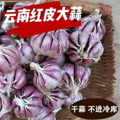 2024年干蒜云南紫皮蒜红皮大蒜大个批发现挖紫皮蒜多瓣蒜农家自种