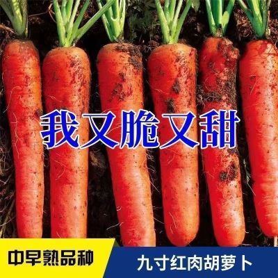 九寸三红胡萝卜夏秋季耐热寒水果蔬菜萝卜生吃脆甜四季田园红萝卜