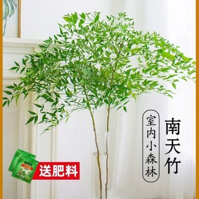 南天竹水培 北欧风ins吊钟马醉木平替绿植绿天竺室内桌面好养植物