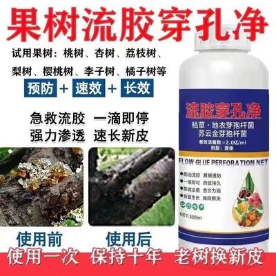 桃树流胶病专用药果树杀菌流胶穿孔净桃树樱桃树李子树特效