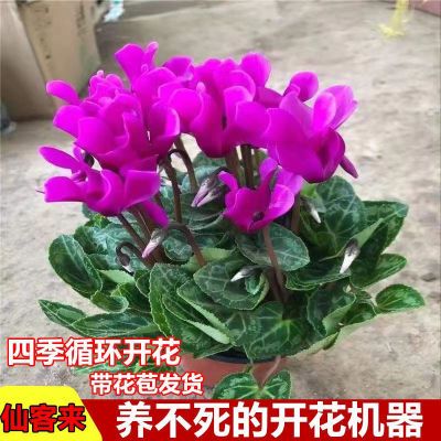 新品大花仙客来盆栽带花发货四季开花好养的开花阳台室内观花植物