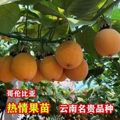 新品改良纯甜嫁接苗新品种热情果特大哥伦比亚热情黄金名贵苗薄皮