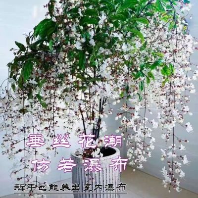 【买一发五】垂丝茉莉花苗四季开花室内阳台盆栽浓香垂枝爆花神器