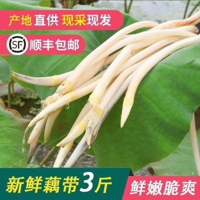 【顺丰冷链】新鲜现抽藕带藕肠子莲藕脆嫩当季蔬菜凉拌酸辣湖北特