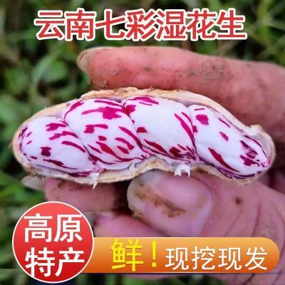 云南新鲜七彩花生奶油鲜花生带壳花生现挖五彩花生罕见稀有水果