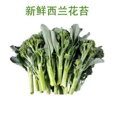 云南新鲜西兰苔芥蓝菜芥菜农家四季自种当季蔬菜绿色西兰花苔