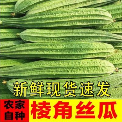 新鲜丝瓜棱角丝瓜八角瓜广西现摘大肉丝瓜清甜农家新鲜蔬菜3斤5