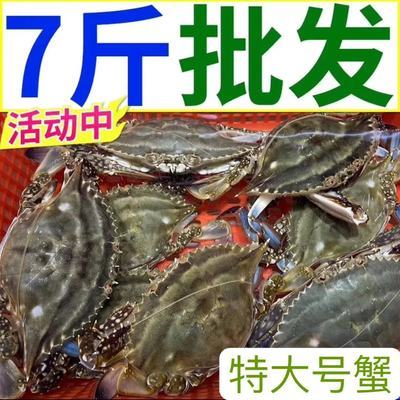 梭子蟹母蟹鲜活速冻公蟹飞蟹母蟹海蟹螃蟹海鲜水产批发【包邮】