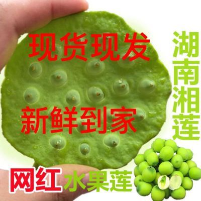 当季新鲜莲蓬新鲜莲子包邮现货水果应季水果湖南湘莲当天现摘即食