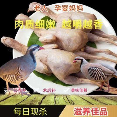 高山大鹧鸪鸟新鲜活现杀 飞龙肉 农家散养大鹧鸪肉生鲜鸟肉煲汤