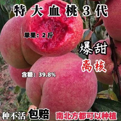 新品种特大血桃树苗正宗红肉嫁接苗盆栽地栽南方北方种植庭院南北