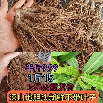 地胆头深山新鲜正宗特产煲汤地现挖现发草鞋根苦地胆纯头清热去火