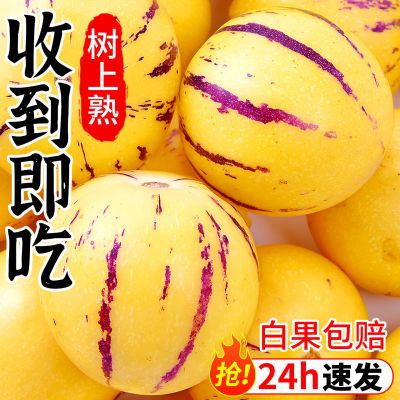 云南石林人参果正宗树上熟黄果黄心新鲜采摘大果现采现摘当季水果