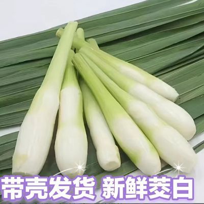 贵州新鲜茭白现摘带壳茭瓜鲜嫩高笋农家时令蔬菜当季茭白笋一整箱