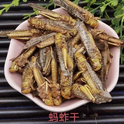 蝗虫蚂蚱干野生蝗虫干烘干蚱蜢干百灵八哥画眉靛颏自制鸟食换羽料