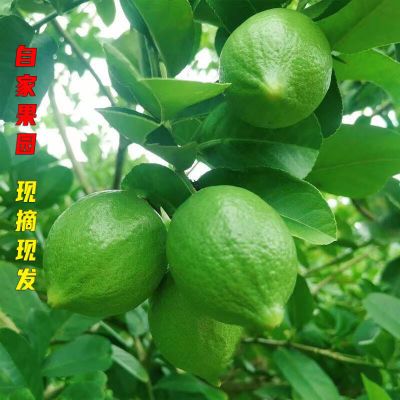 广东香水柠檬无籽现摘奶茶店新鲜大果浓香型广东柠檬四季