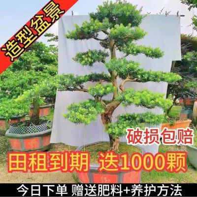 老桩罗汉松造型盆景室外迎客松真树园林景观树庭院绿植镇宅罗汉松