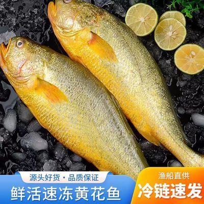 【国产无污染】野生正宗黄花鱼深海大黄花鱼新鲜海鲜鲜活水产包邮