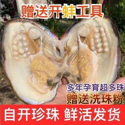 天然淡水珍珠鲜活带壳多珠蚌河蚌开珍珠贝壳珍珠diy材料珍珠盲盒