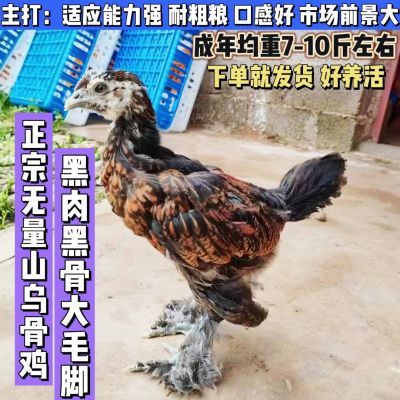 纯种云南无量山乌骨鸡大毛脚哀牢山乌鸡苗活鸡小鸡脱温鸡散养土鸡