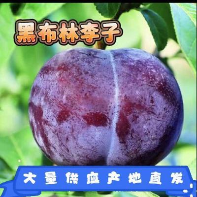 【高品质】现摘新鲜陕西黑布林李子水果孕妇当季水果整箱批发