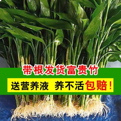 【带跟】富贵竹水培植物中竹办公室居家造型客厅花卉绿植节节高