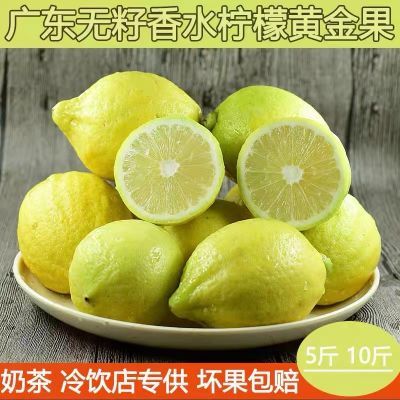 广东香水黄柠檬树上熟柠檬新鲜薄皮香水柠檬黄果无籽黄柠檬