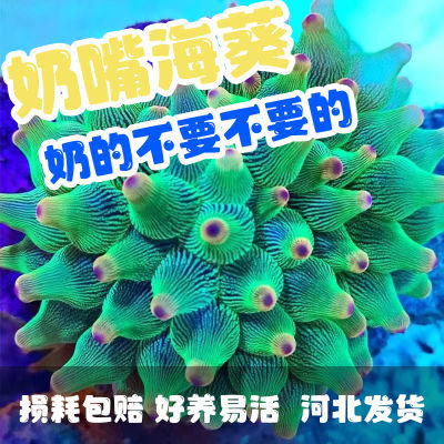 【小丑鱼好伙伴】海水奶嘴海葵海缸软体珊瑚绿紫点海葵容易饲养