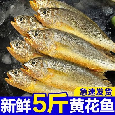 【特大号】小黄鱼新鲜冷冻正宗黄花鱼冰鲜海鲜水产商用深海鱼烧烤