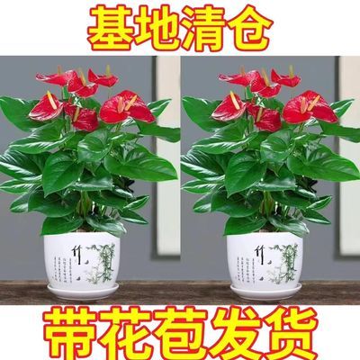 红掌白掌花卉绿植盆栽水培植物室内好养四季开花免浇水一帆风顺