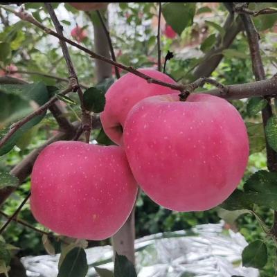 【洛川苹果】陕西正宗洛川红富士大苹果新鲜脆甜水果一箱孕妇水果