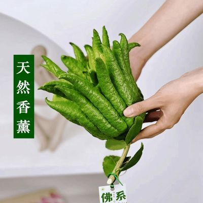 【福寿果】佛手柑鲜果鲜切枝室内天然香薰植物花卉绿植客厅办公桌