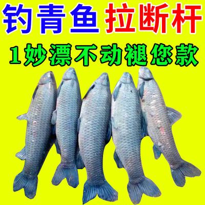 比螺丝强】青鱼饵料钓青鱼乌青螺蛳青青鲩乌鲭专用饵料鱼饵诱食剂