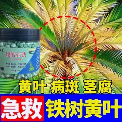 铁树专用硫酸亚铁调节土壤酸碱度防黄叶倒伏干枯促生长铁树颗粒肥