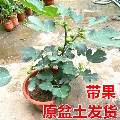 无花果花卉绿植盆栽苗阳台花卉庭院可以食用吃好养牛奶草莓带果