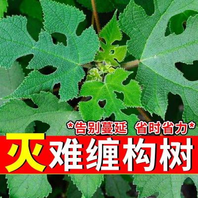 构树刺槐灌木野酸枣野枸杞药络石藤葛藤爬山虎拉拉秧除草剂灌木