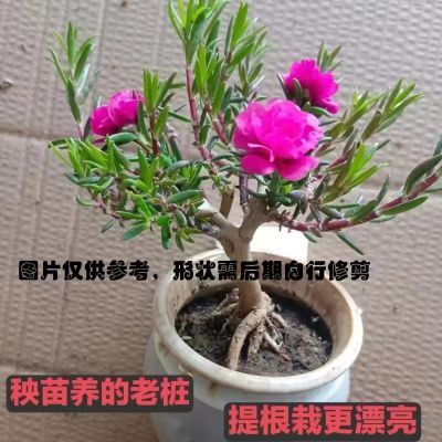 多年生重瓣大老桩整棵带土造型盆栽宿根绿植太阳花苗带根玫红