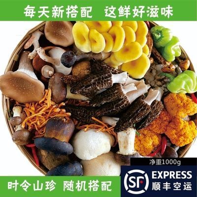 云南特产野生菌组合菌菇新鲜蘑菇杂菌鸡枞松茸特产食用500g火锅