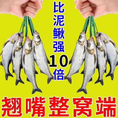 比泥鳅强】天越热口越好翘嘴饵料专攻翘嘴野钓湖库钓大翘嘴白条鱼