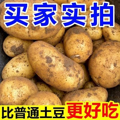 【现挖鲜发】黄皮黄心土豆洋芋整箱饭店直供蔬菜黄心马铃薯批发价