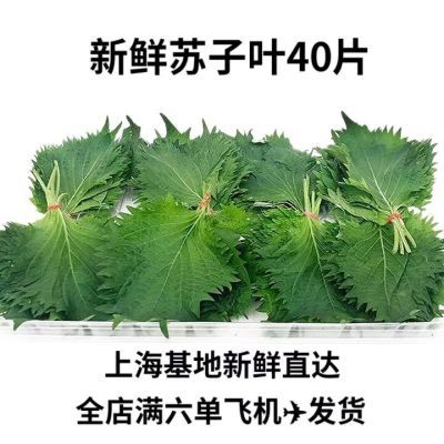 新鲜苏子叶日苏叶三文鱼日韩料理摆盘装饰点缀新鲜苏寿司料理刺身