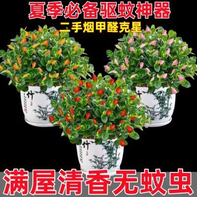 驱虫金鱼花多色四季开花绿植花卉大全室内耐寒热植物吸甲醛超好养