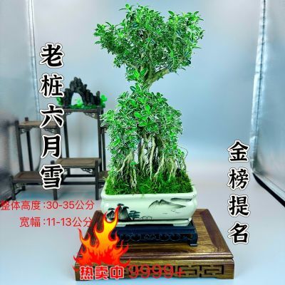 盆景创意六月雪陶瓷盆室内客厅好养绿植盆景高级开花植物净化空气